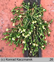 Sagina procumbens (karmnik rozesłany)