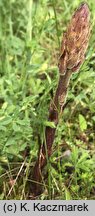 Orobanche lutea (zaraza czerwonawa)