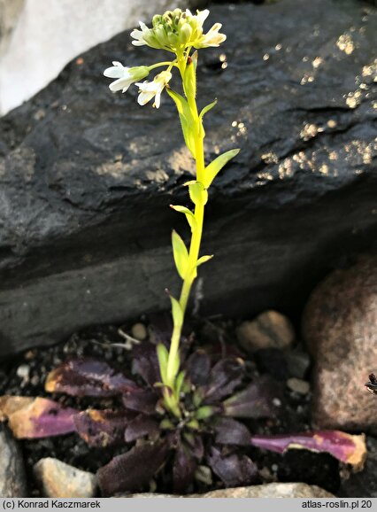 Arabis ciliata (gęsiówka orzęsiona)