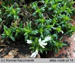 Phlox covillei