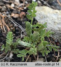 Astragalus hypoglottis ssp. gremlii