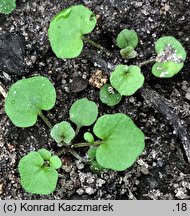 Cardamine hirsuta (rzeżucha włochata)