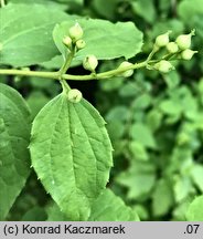 Philadelphus coronarius (jaśminowiec wonny)