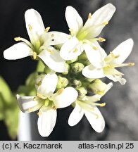 Arabis ciliata (gęsiówka orzęsiona)