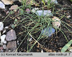 Allium sibthorpianum