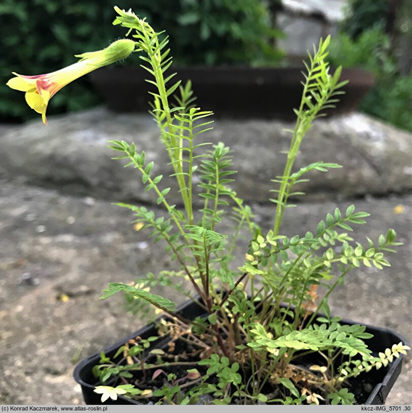 Polemonium pauciflorum (wielosił skąpokwiatowy)