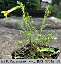 Polemonium pauciflorum (wielosił skąpokwiatowy)