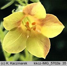 Polemonium pauciflorum (wielosił skąpokwiatowy)