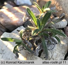 Onosma viridis