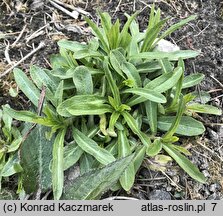 Campanula rapunculus (dzwonek rapunkuł)