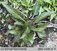 Campanula glomerata (dzwonek skupiony)