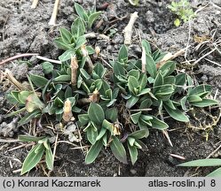 Silene vulgaris (lepnica rozdęta)