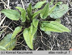 Betonica officinalis (bukwica zwyczajna)