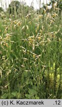 Bromus erectus (stokłosa prosta)