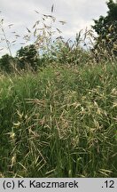 Bromus erectus (stokłosa prosta)