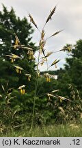 Bromus erectus (stokłosa prosta)