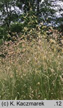 Bromus erectus (stokłosa prosta)