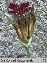 Dianthus cruentus (goździk krwisty)