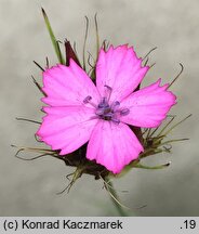 Dianthus cruentus (goździk krwisty)