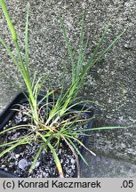 Dianthus cruentus (goździk krwisty)