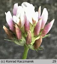 Trifolium thalii