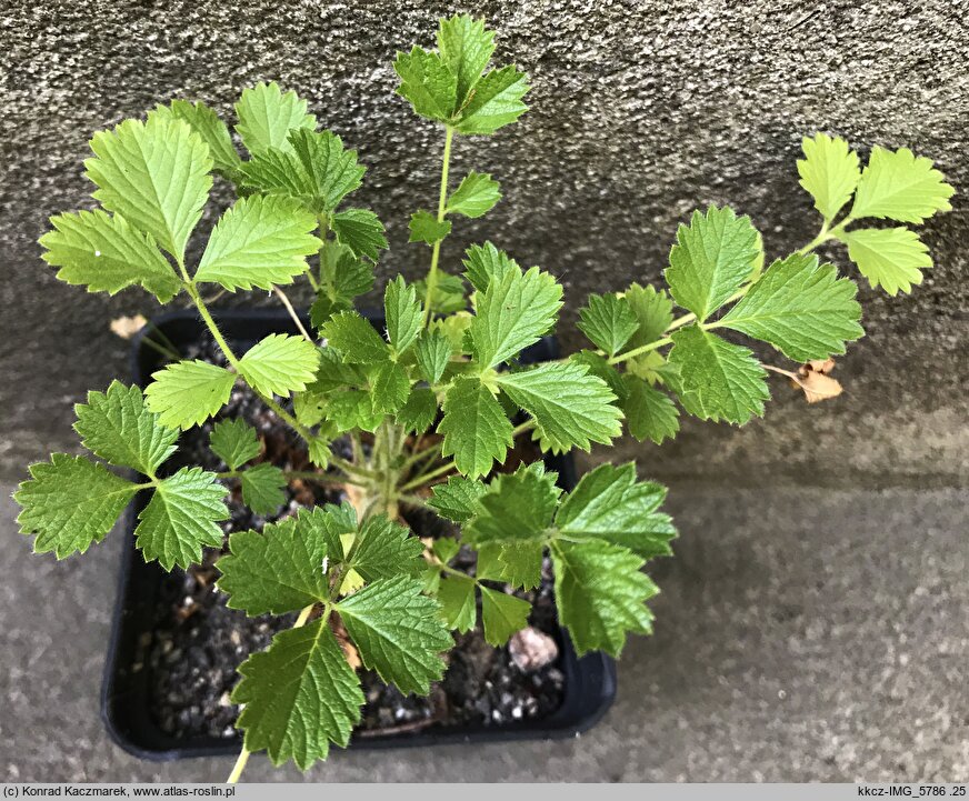 Potentilla geoides