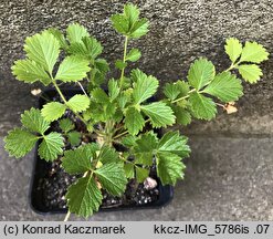 Potentilla geoides