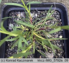 Dianthus pontederae