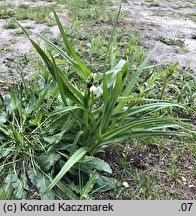 Tradescantia ×andersoniana (trzykrotka wirginijska)