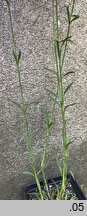 Dianthus pontederae