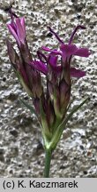 Dianthus pontederae