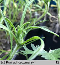 Edraianthus graminifolius (dzwonczyn trawolistny)