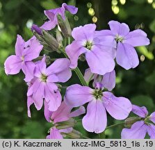 Hesperis matronalis ssp. matronalis (wieczornik damski typowy)