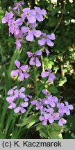 Hesperis matronalis ssp. matronalis (wieczornik damski typowy)