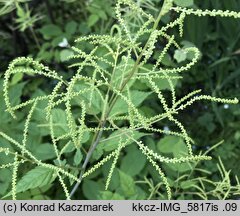 Aruncus sylvestris (parzydło leśne)