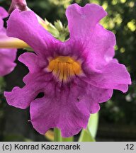 Incarvillea delavayi (inkarwilla Delavaya)