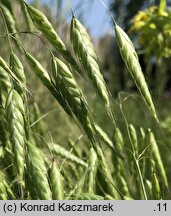 Bromus squarrosus (stokłosa łuskowata)