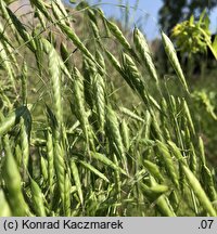 Bromus squarrosus (stokłosa łuskowata)