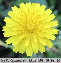 Sonchus tenerrimus