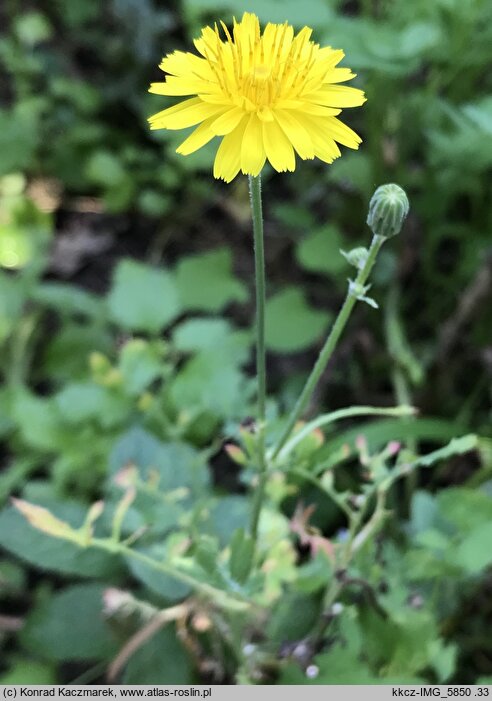 Sonchus tenerrimus