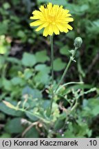 Sonchus tenerrimus