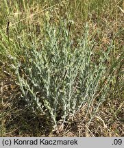 Jasione montana (jasieniec piaskowy)