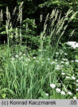 Phalaris arundinacea (mozga trzcinowata)