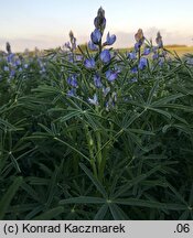 Lupinus angustifolius (łubin wąskolistny)