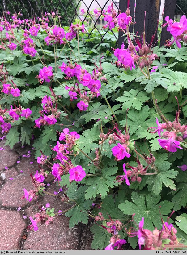 Geranium macrorrhizum (bodziszek korzeniasty)