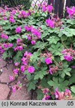 Geranium macrorrhizum (bodziszek korzeniasty)