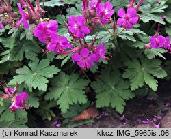 Geranium macrorrhizum (bodziszek korzeniasty)