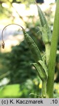 Incarvillea delavayi (inkarwilla Delavaya)