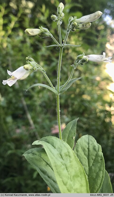 Penstemon pallidus