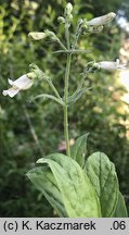 Penstemon pallidus